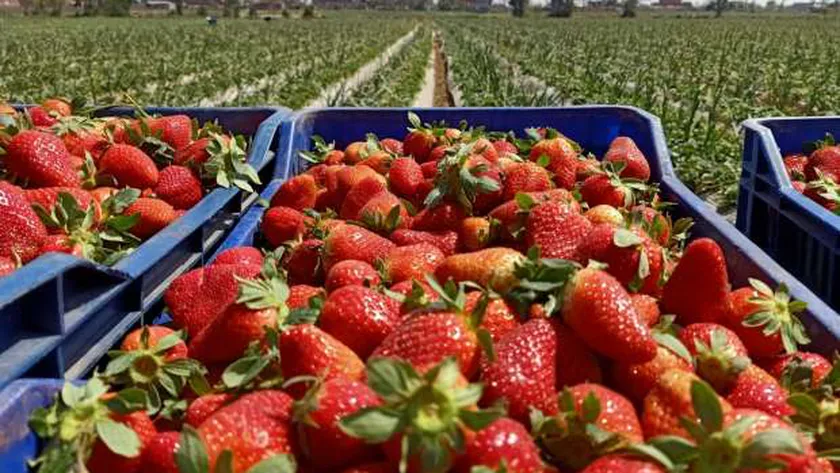 محصول الفراولة المصري