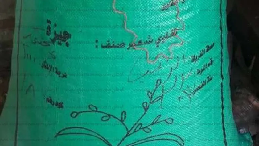 تقاوي القمح