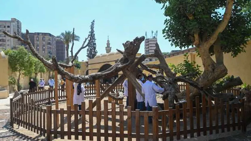 مكان تطوير شجرة مريم