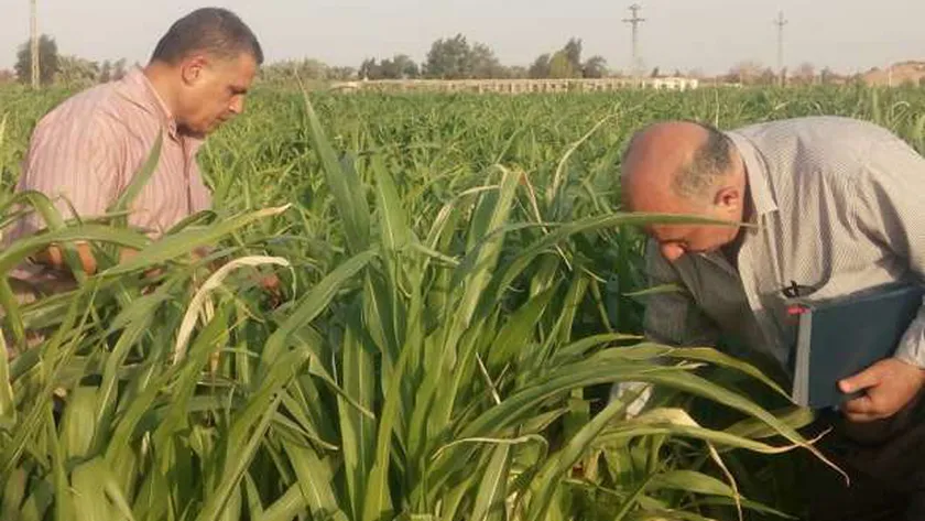 929186211561638849 خلال الكشف عن أفات في احد المحاصيل