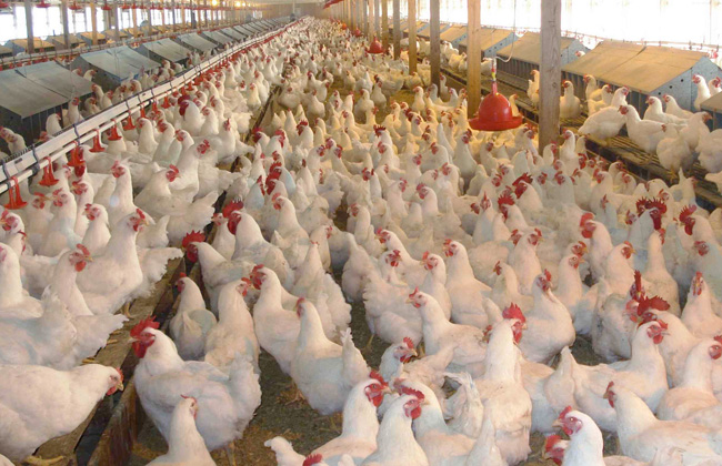 19_2017-636319963235508184-550